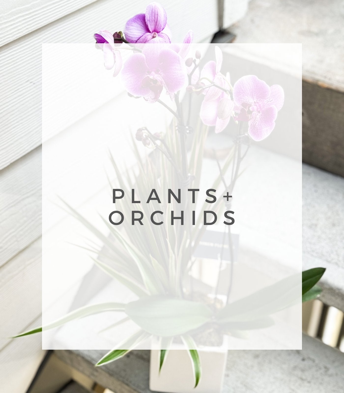 PLANTS + ORCHIDS